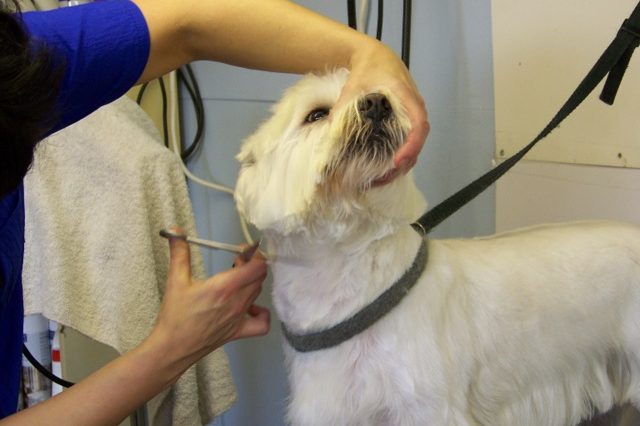 Toiletteuse tenant délicatement le museau d'un petit chien blanc pendant une coupe de précision