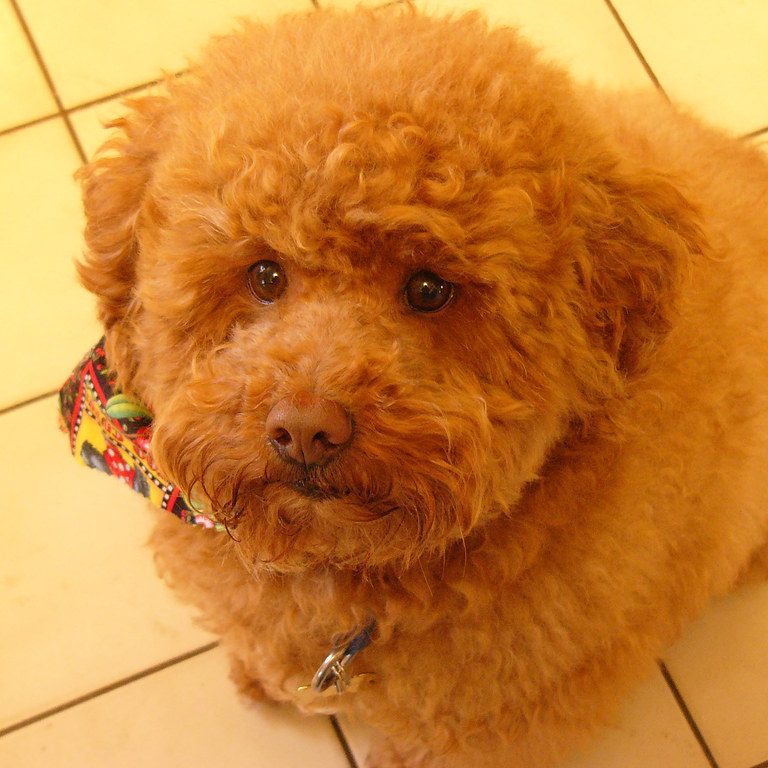 Petit chien au poil roux fraîchement toiletté, calme et détendu